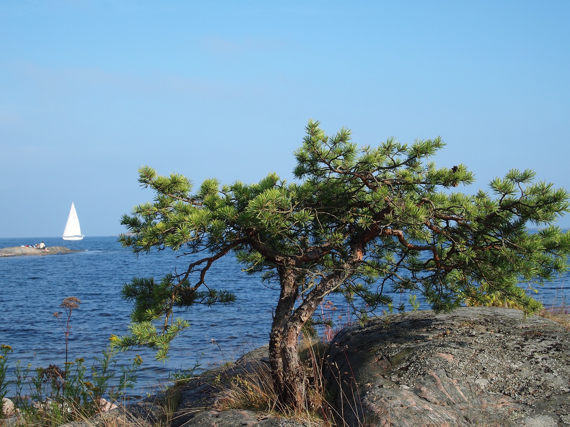 Utsikt över havet med en segelbåt till havs och en tall mellan klipporna i förgrunden. Bildkälla: Harald Stränz från Pixabay