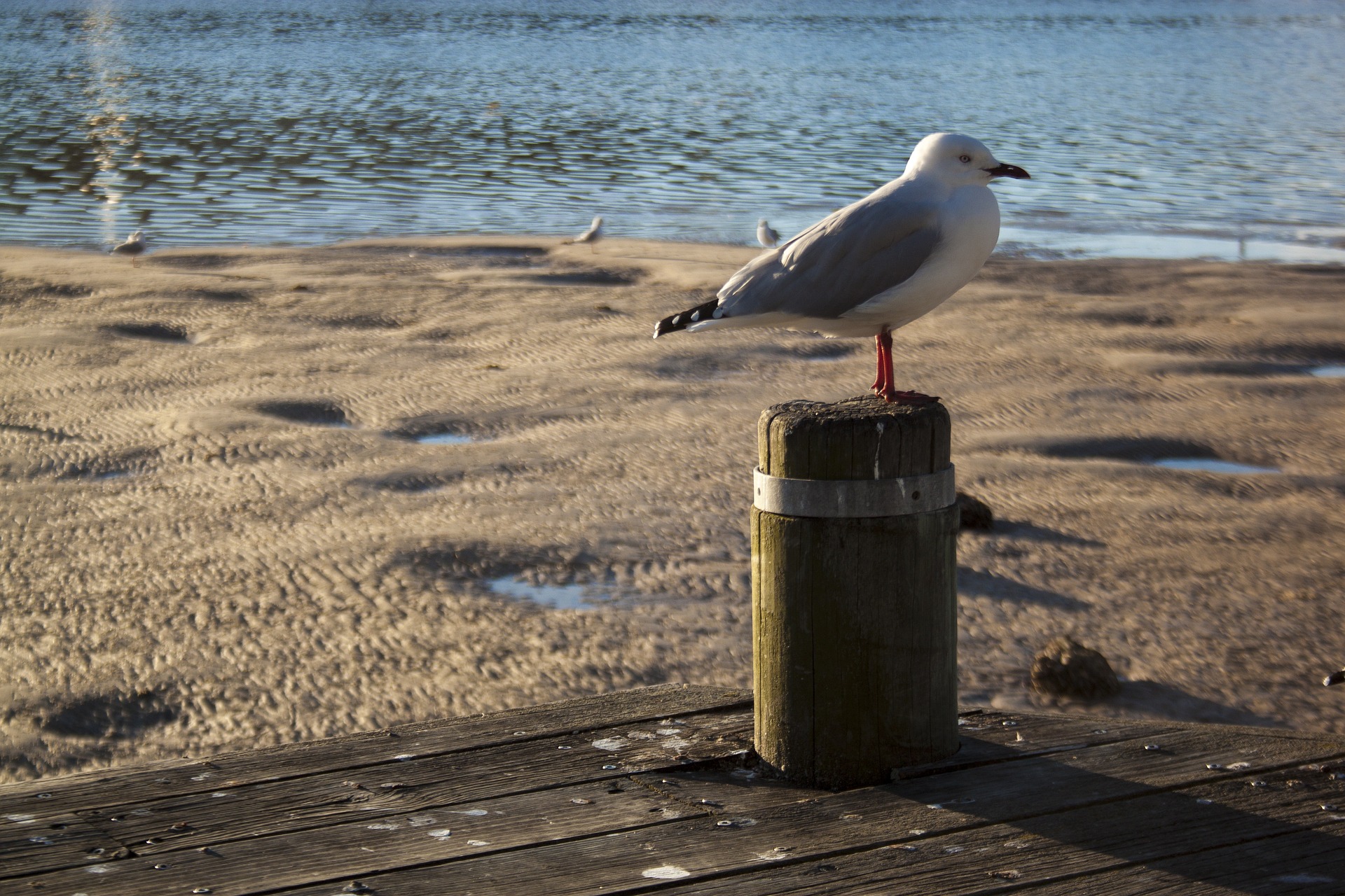 Utsikt över havet med en segelbåt till havs och en tall mellan klipporna i förgrunden. Bildkälla: Harald Stränz från Pixabay Utsikt över havet med en segelbåt till havs och en tall mellan klipporna i förgrunden. Bildkälla: Harald Stränz från Pixabay